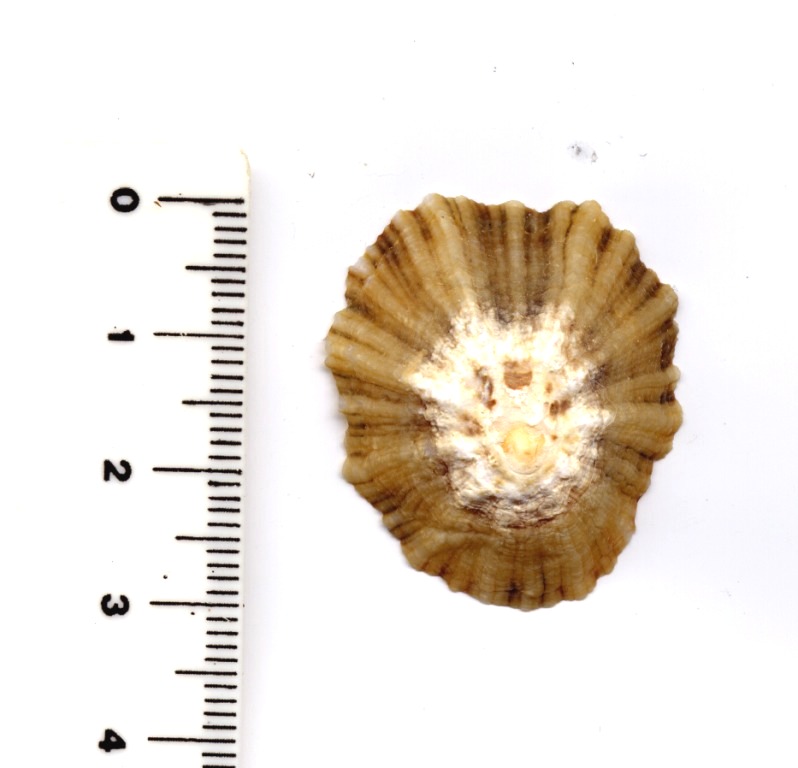 Patella intermedia