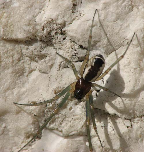 Linyphiidae (Neriene sp.?)