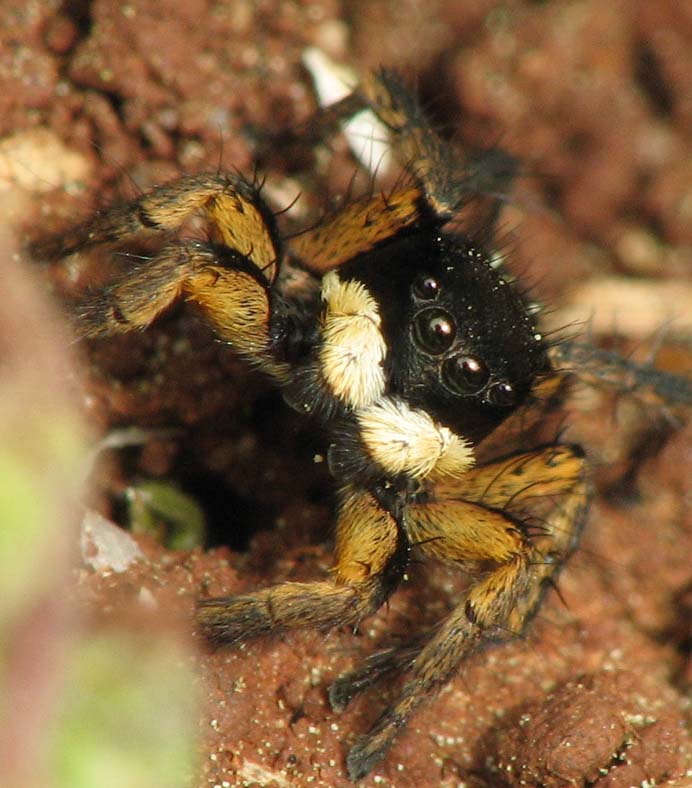 Araneae d''Israele