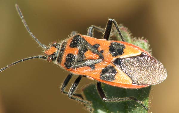 Nysius sp., Leptodemus minutus, Enoplops disciger