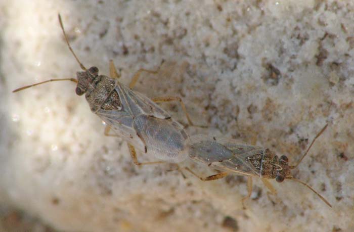 Nysius sp., Leptodemus minutus, Enoplops disciger