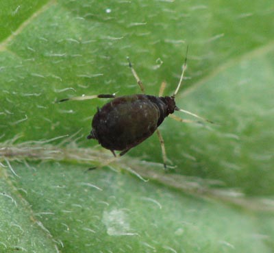 Which aphid? Aphis sp.