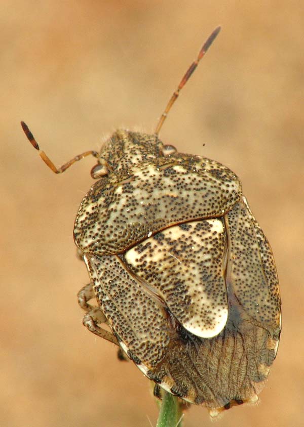 Pentatomidae and Lygaeidae from Israel