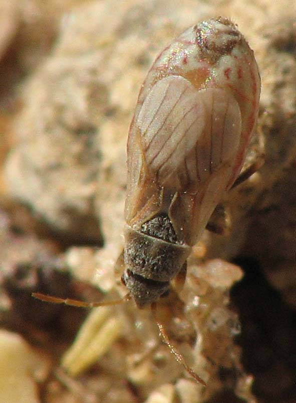 Nysius sp., Leptodemus minutus, Enoplops disciger