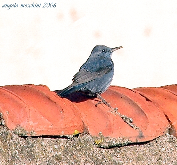 Passero solitario Monticola solitarius