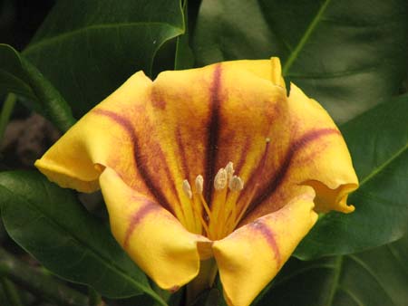 Solandra grandiflora / Solandra  (pianta coltivata)