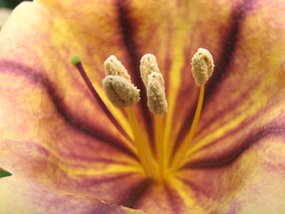 Solandra grandiflora / Solandra  (pianta coltivata)