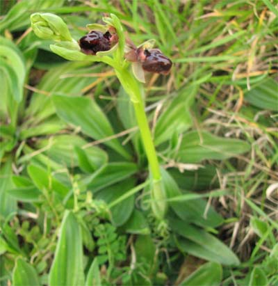 Ophrys passionis (=Ophrys garganica)