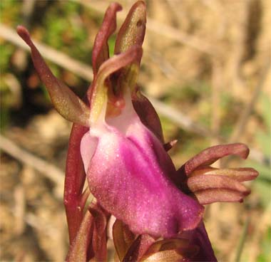 Barlia robertiana , Orchis collina / prime orchidee  2007