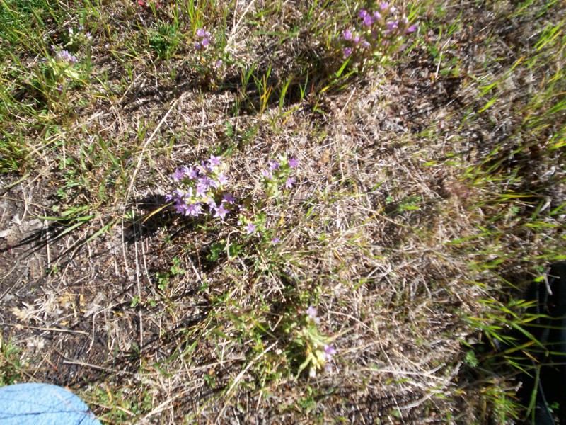 Val di Rhemes - casotti PNGP di Pechoud e di Sort