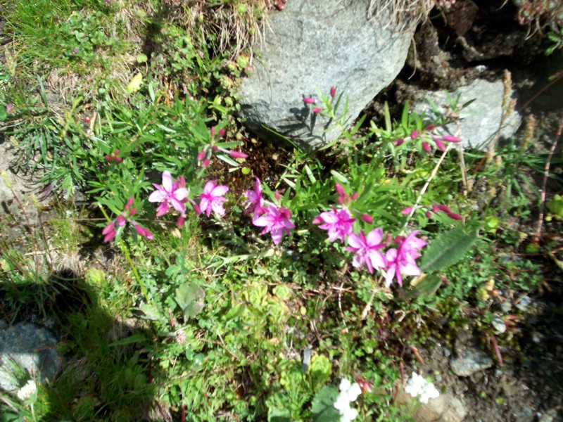 Colle finestra Val di Rhemes