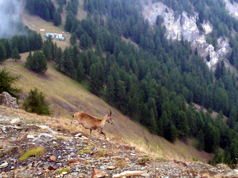 Monte Pailasse (Val d''Aosta)