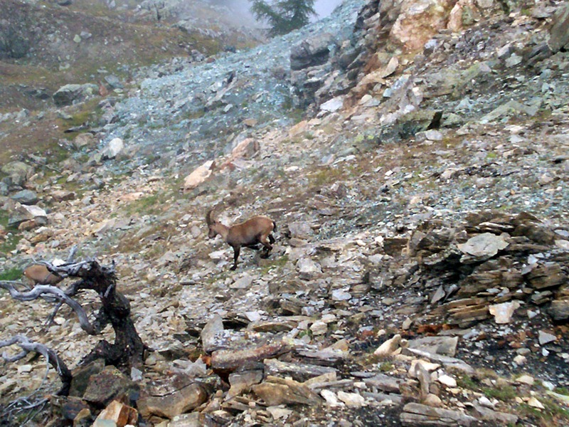 Monte Pailasse (Val d''Aosta)