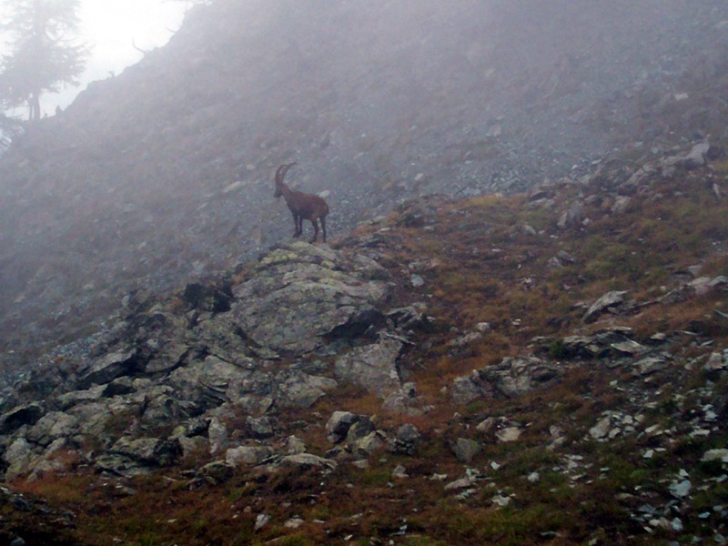 Monte Pailasse (Val d''Aosta)