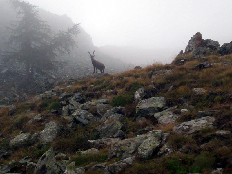 Monte Pailasse (Val d''Aosta)