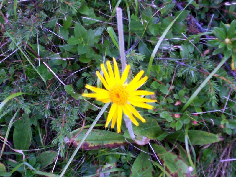 Valle di Gressoney