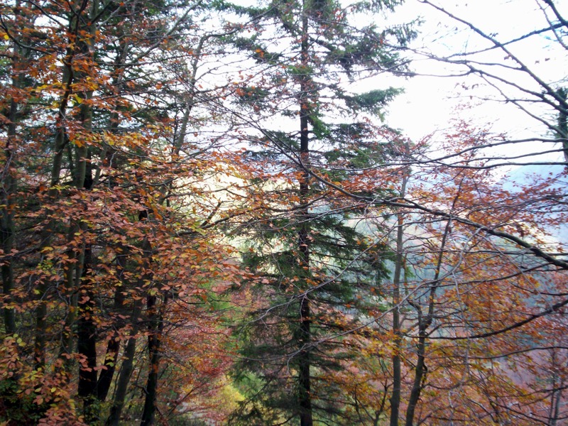 Carrellata di foto - Valle Cervo