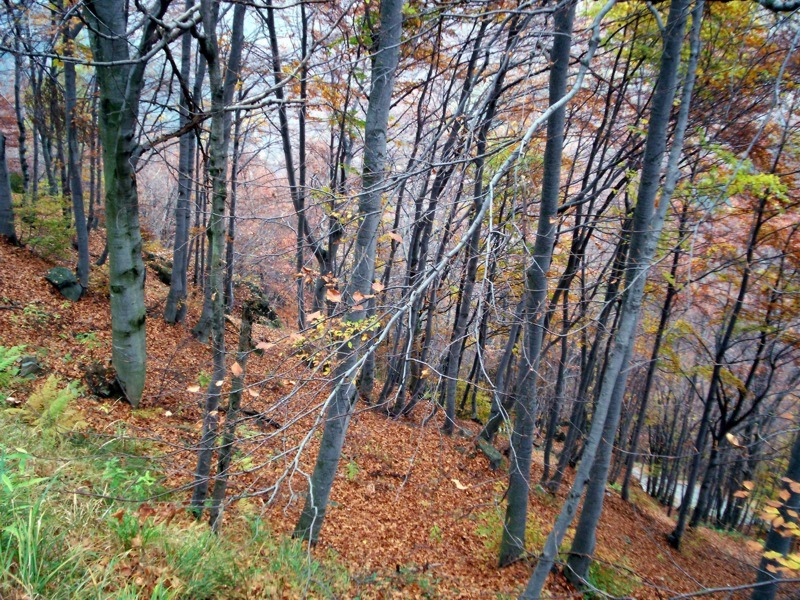 Carrellata di foto - Valle Cervo