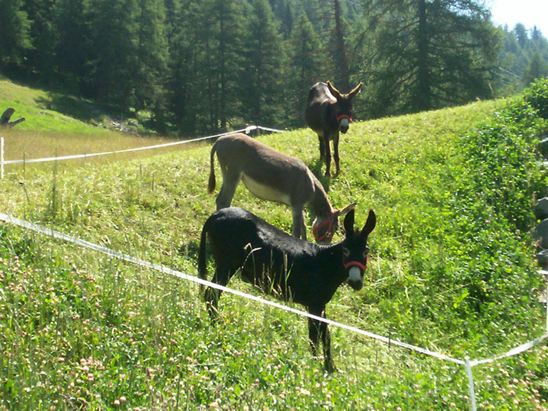 Champoluc - Resy e Gran Tourmalin