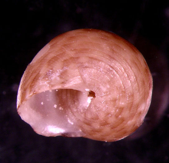 Gibbula turbinoides (Deshayes, 1835)