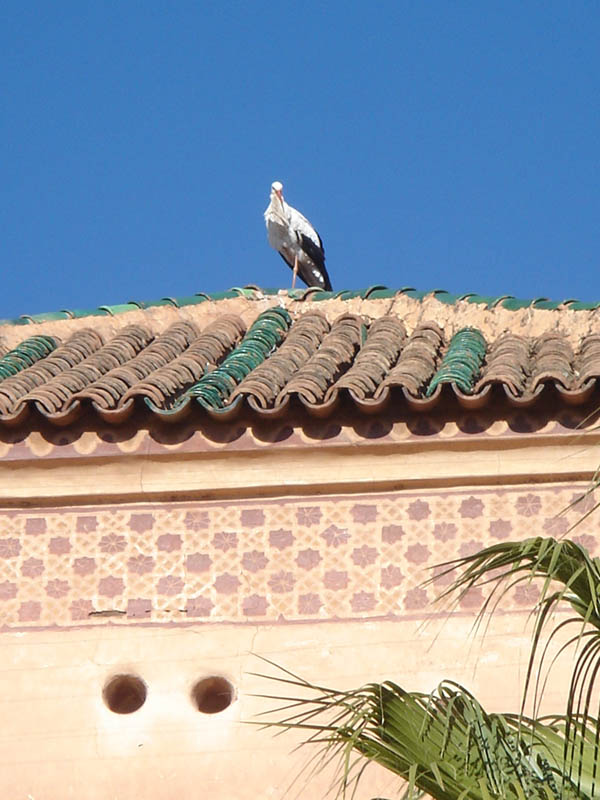 due foto dal marocco