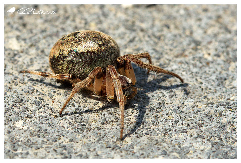 Araneidae - Larinioides sp.