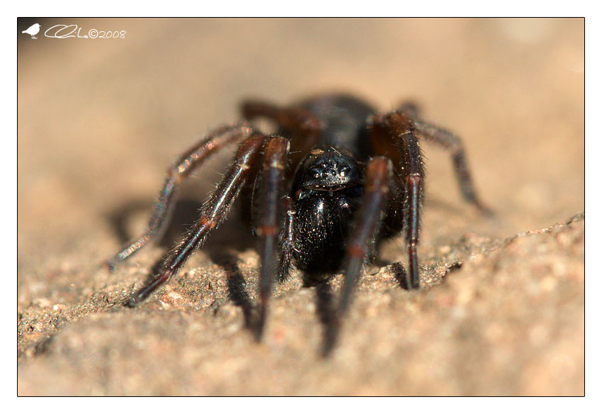 Amaurobiidae