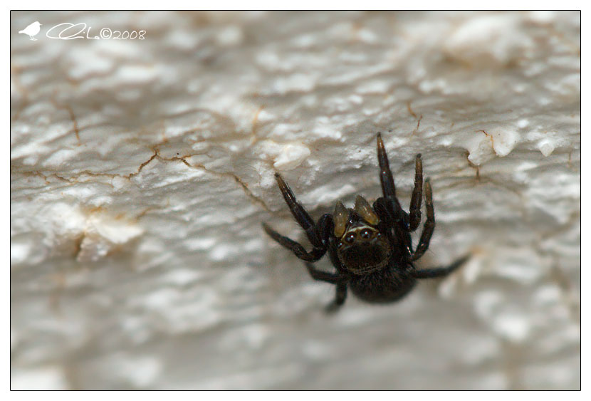 Euophrys sp.