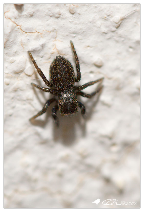 Euophrys sp.