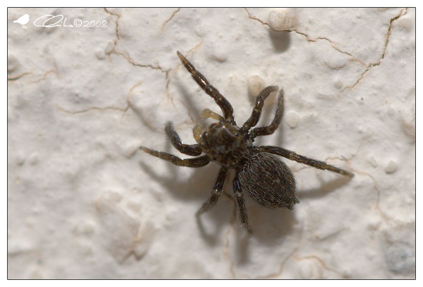 Euophrys sp.