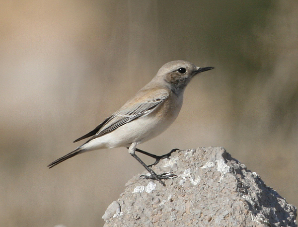 Monachella del deserto (Tunisia)