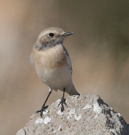 Monachella del deserto (Tunisia)