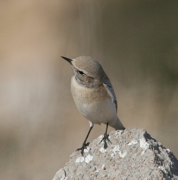 Monachella del deserto (Tunisia)