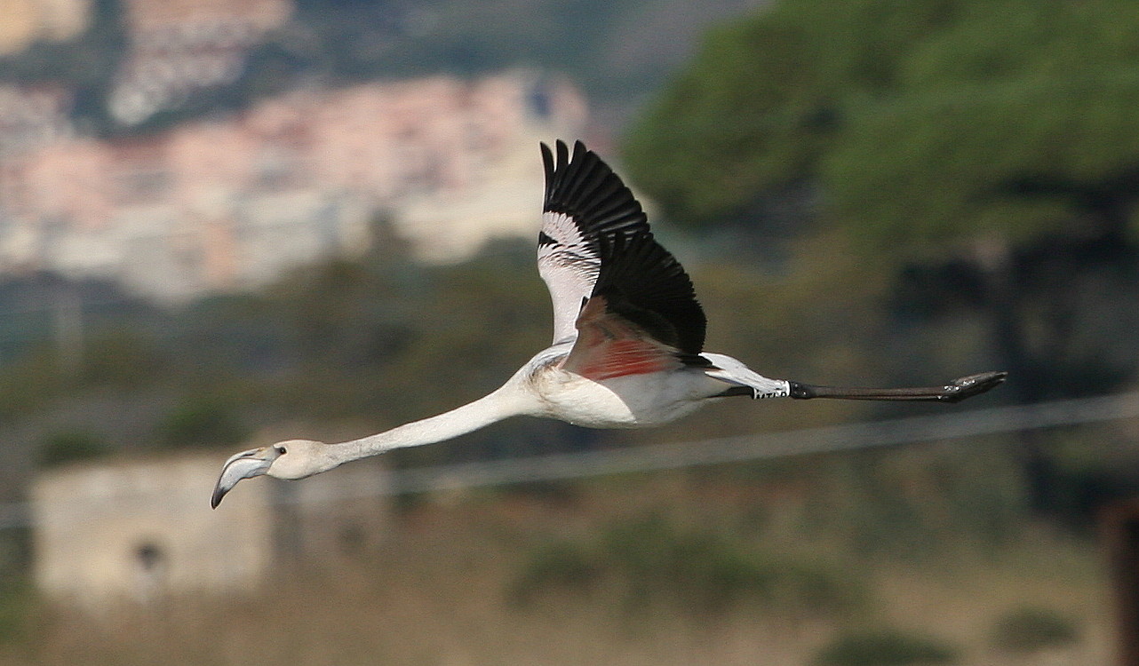 Fenicotteri