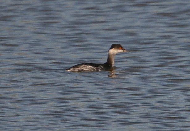 Svasso piccolo Podiceps nigricollis