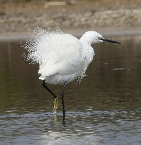 Garzetta  Egretta garzetta