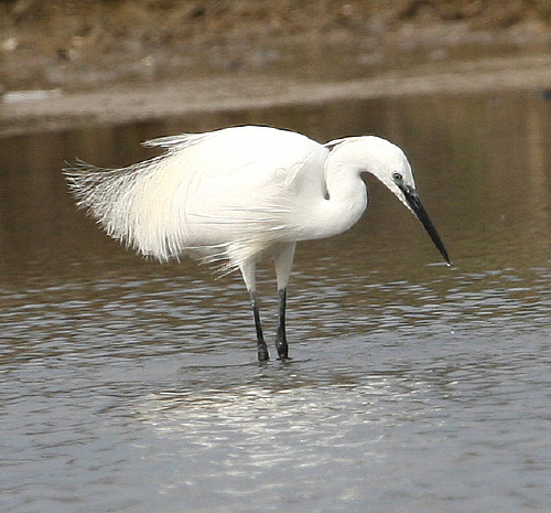 Garzetta  Egretta garzetta