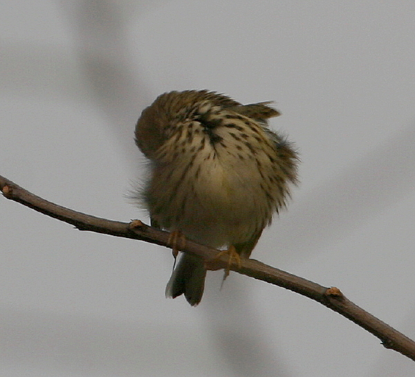 Pispola Anthus pratensis