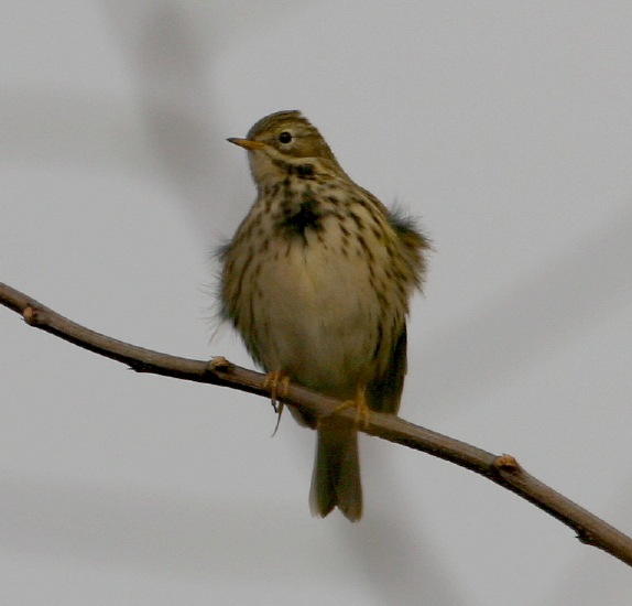 Pispola Anthus pratensis