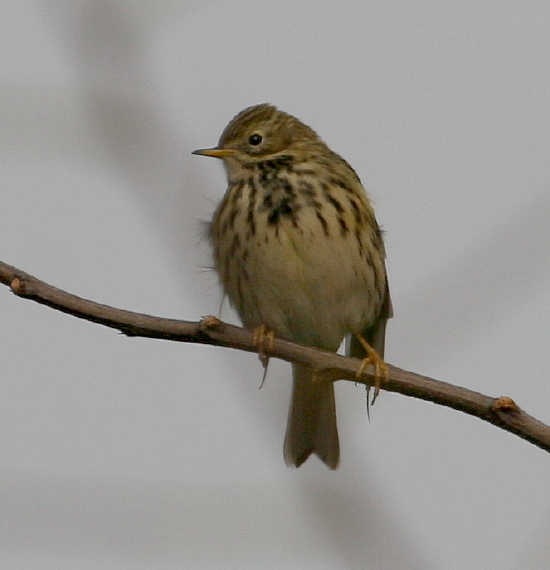 Pispola Anthus pratensis