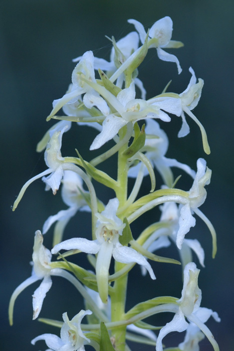 Platanthera chlorantha