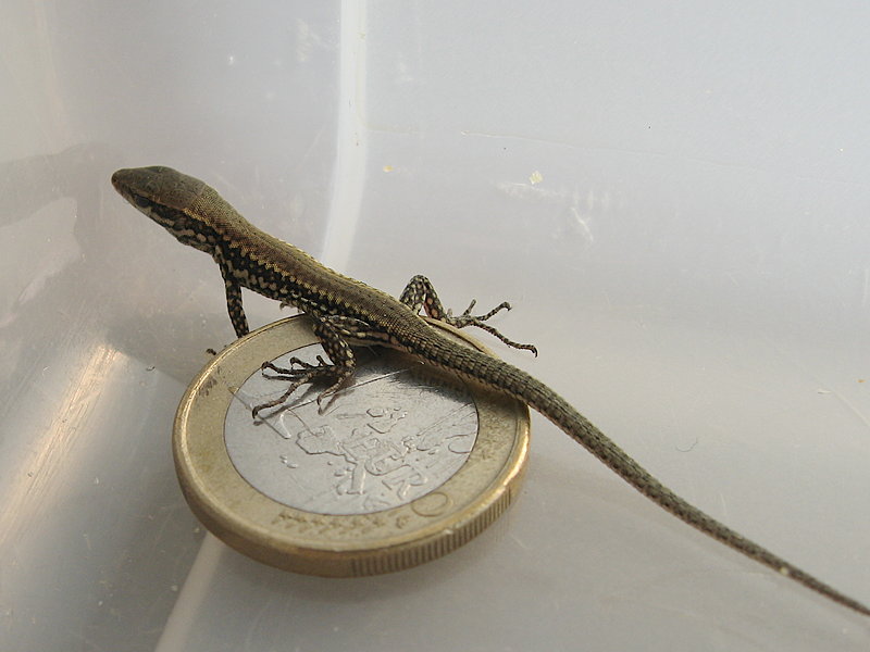 Podarcis muralis