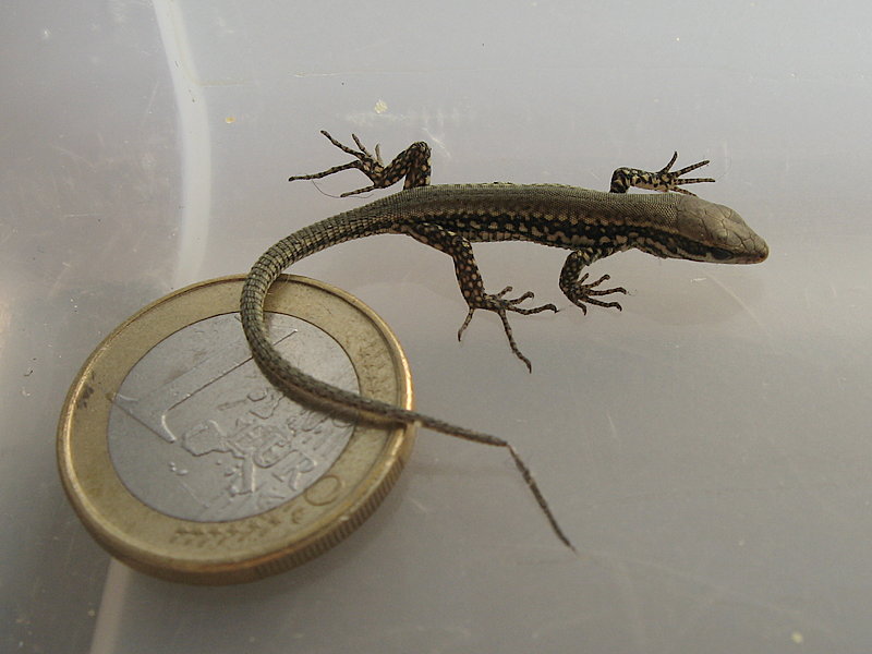 Podarcis muralis