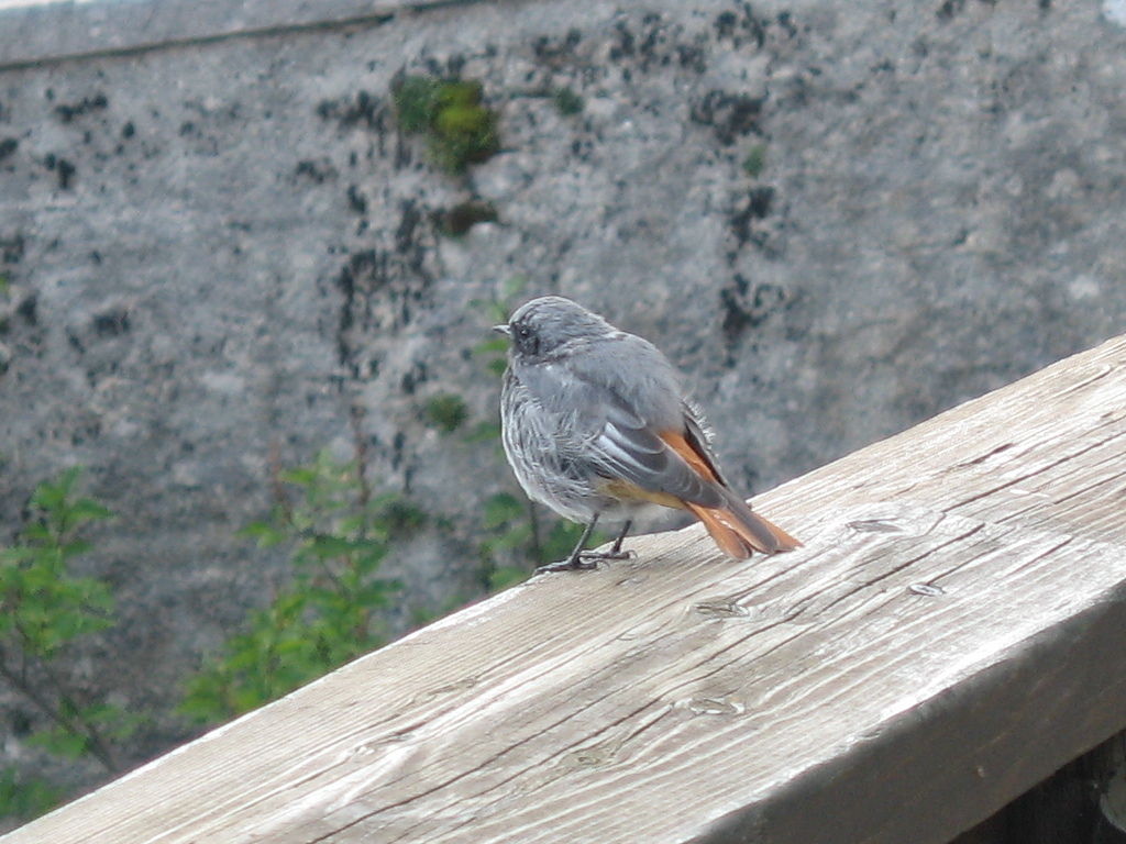 Codirosso spazzacamino (Phoenicurus ochruros).