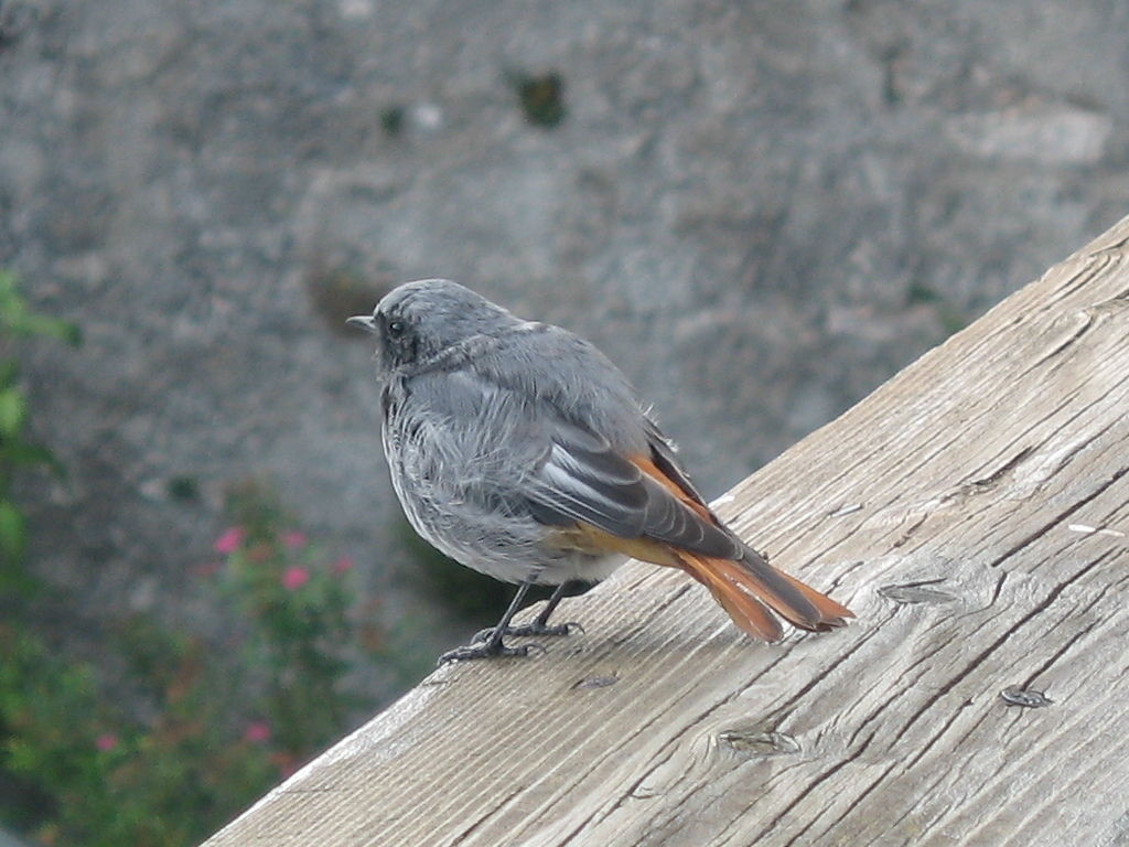 Codirosso spazzacamino (Phoenicurus ochruros).