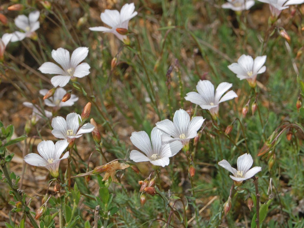 Piccoli fiori bianchi da determinare - Linum sp.