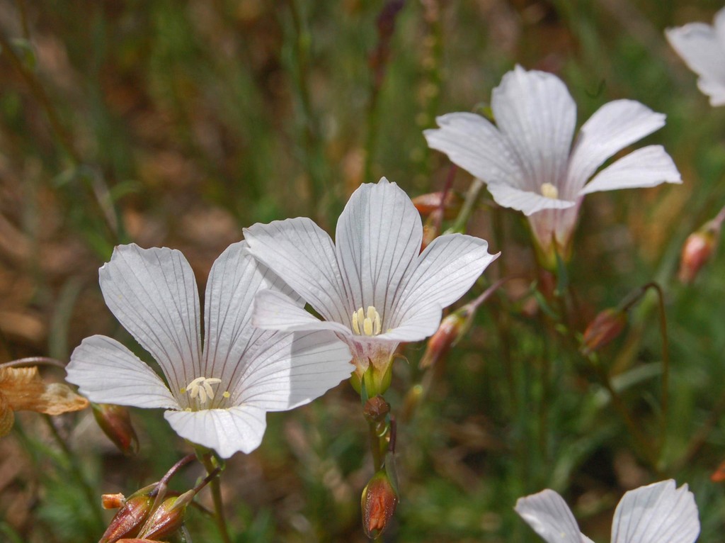 Piccoli fiori bianchi da determinare - Linum sp.