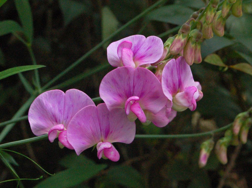 Bei fiori rosa - Lathyrus sp.