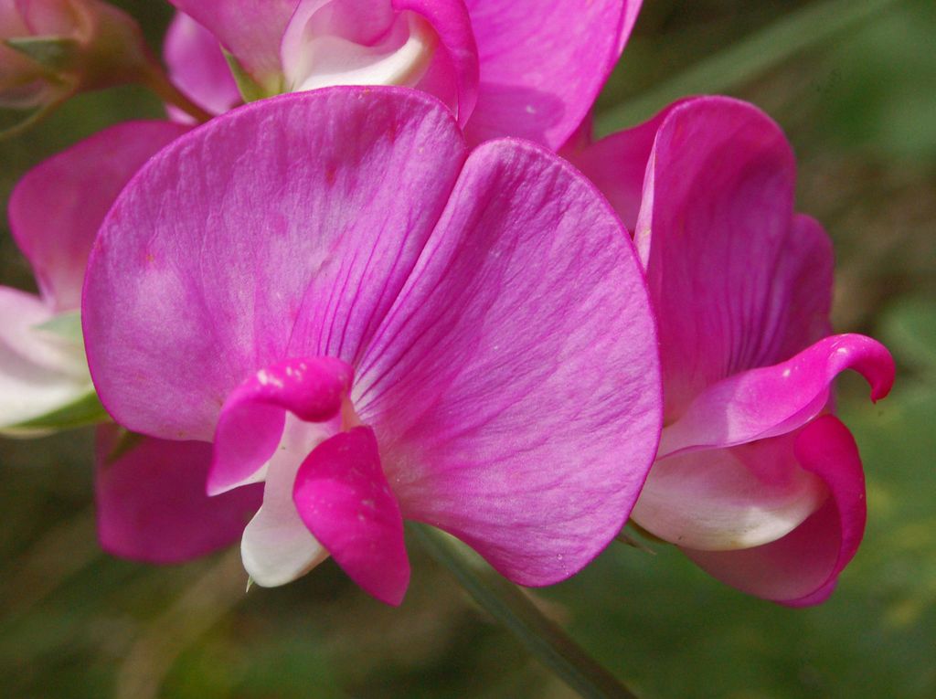 Bei fiori rosa - Lathyrus sp.