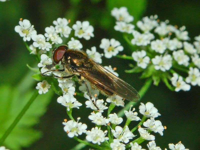 Chloromyia formosa